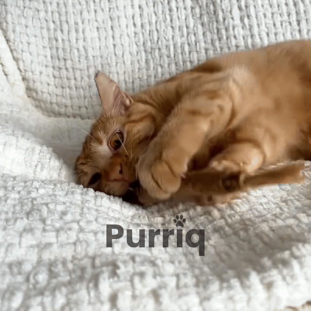 Silvervine Dental Sticks for Cats — Teeth & Play