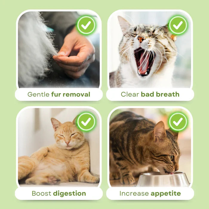 Cat grass sticks for better digestion and healthy teeth