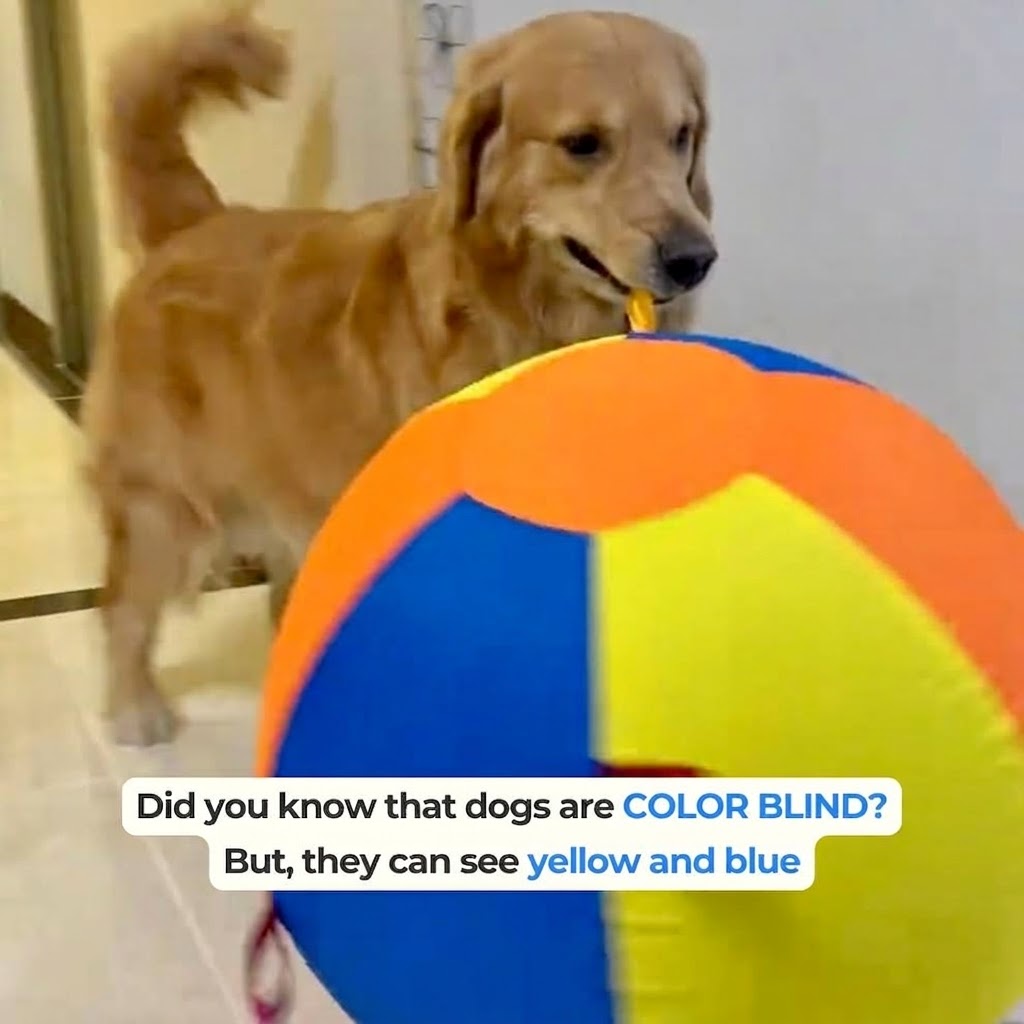 Jumbo Herding Ball for Dogs — Active Play