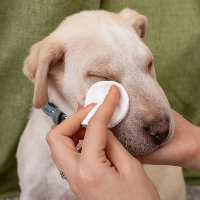 Dog Eye Wipes — Tear Stains & Gunk Remover