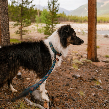 Adventure Dog Leash — Locking Carabiner Clip