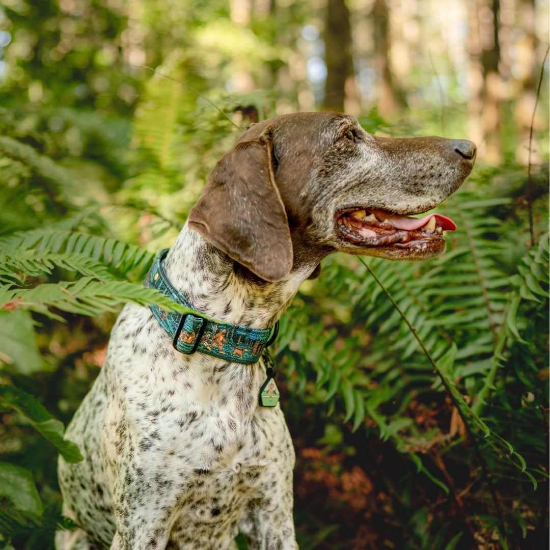 Adventure Dog Collar — Durable, Locking Buckle