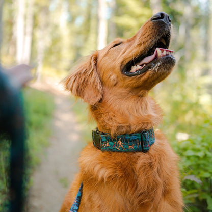 Adventure Dog Collar — Durable, Locking Buckle