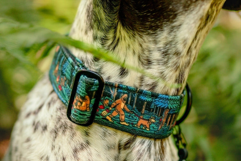 Adventure Dog Collar — Durable, Locking Buckle