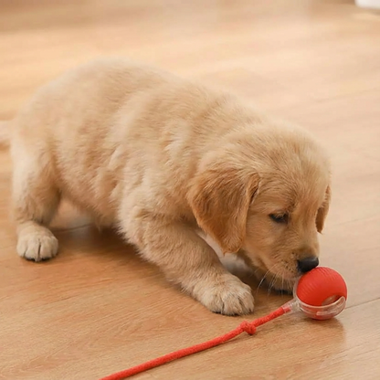 Interactive Rolling Ball Dog Toy — Motion-Activated Chase Toy