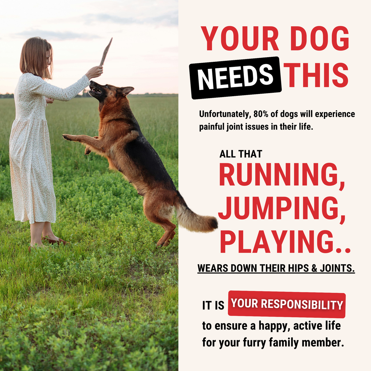Hip & Joint Chews for Dogs — Mobility Support