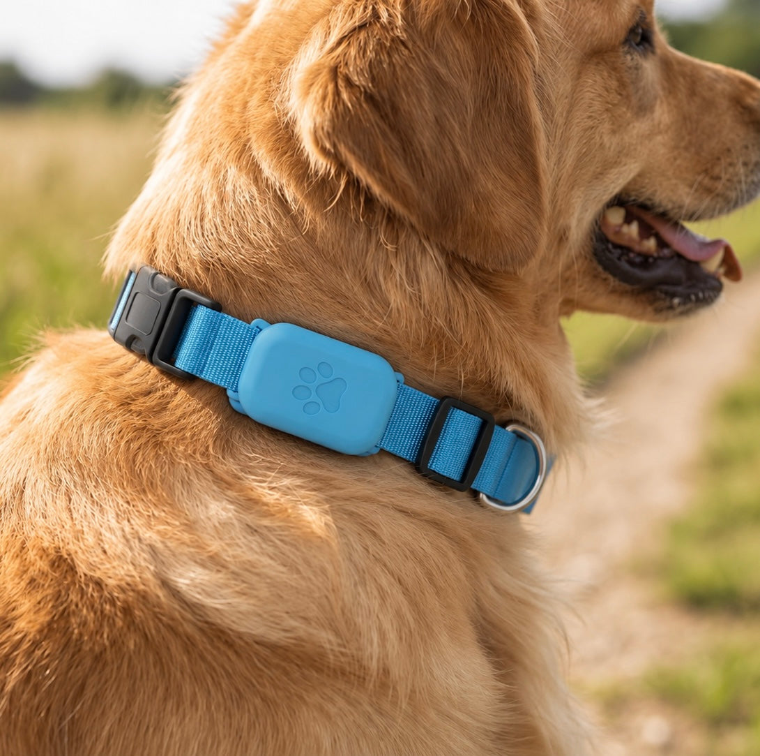 Smart GPS Dog Collar — Live Tracking, No Fees