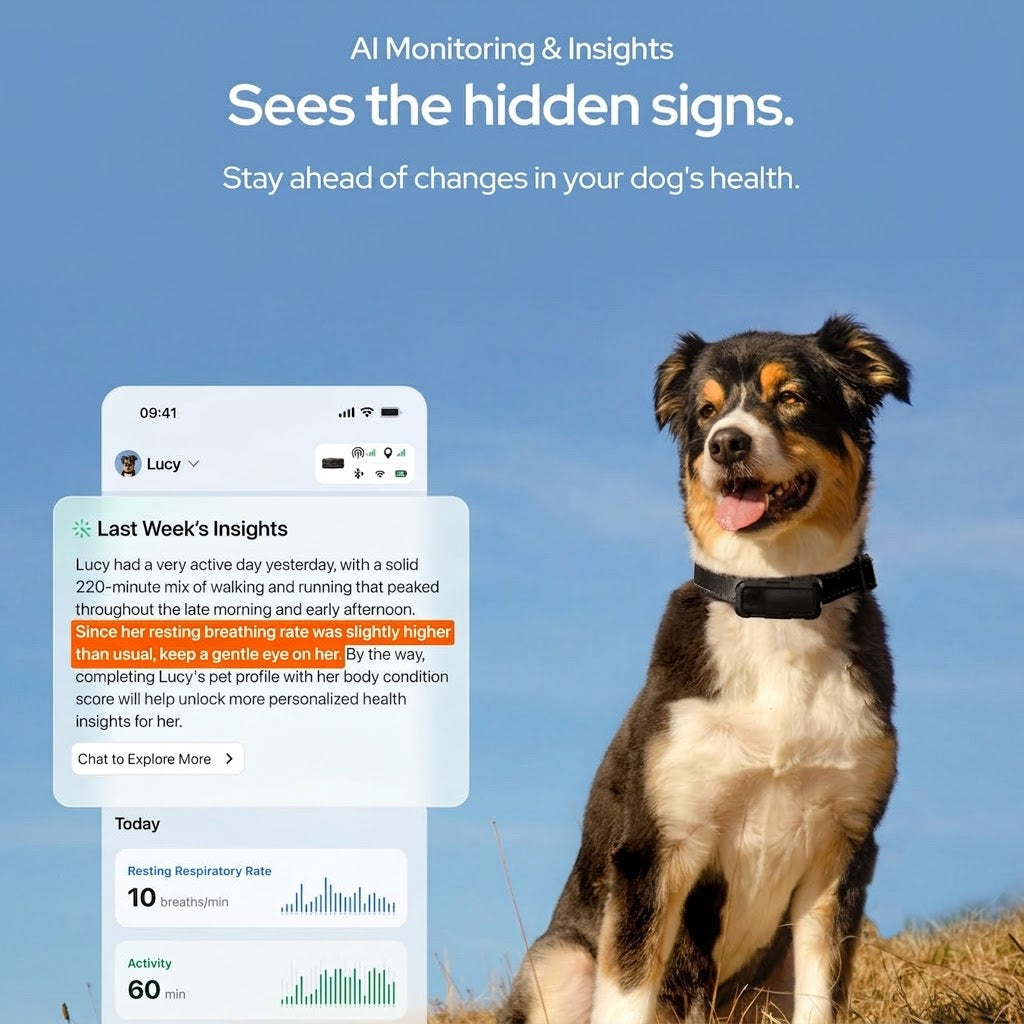 Smart GPS Dog Collar — Live Tracking, No Fees