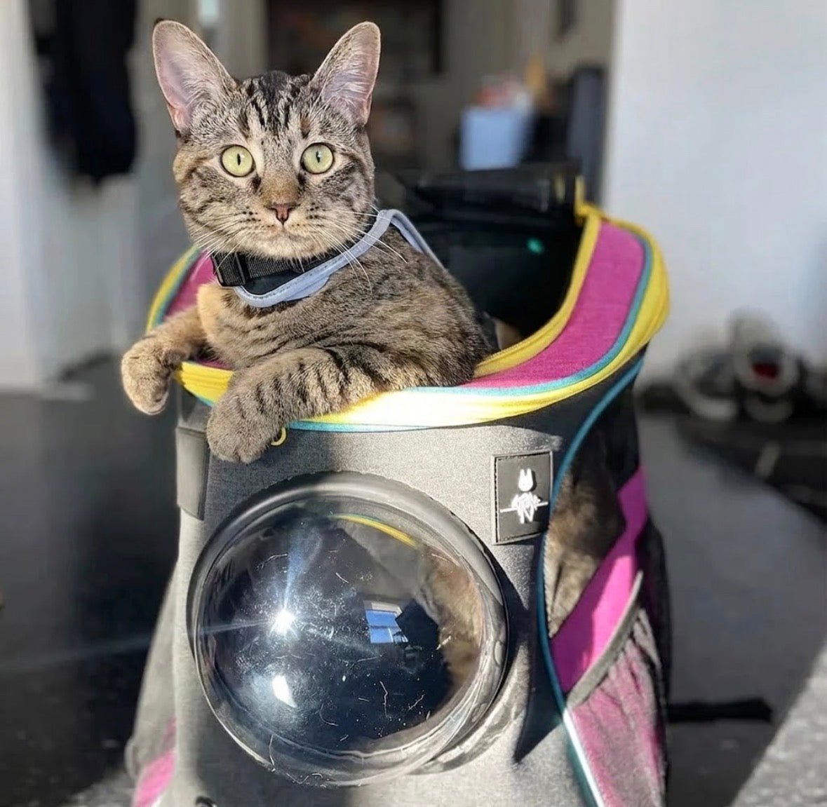 Bubble Cat Backpack — Ventilated, Holds 25 lb