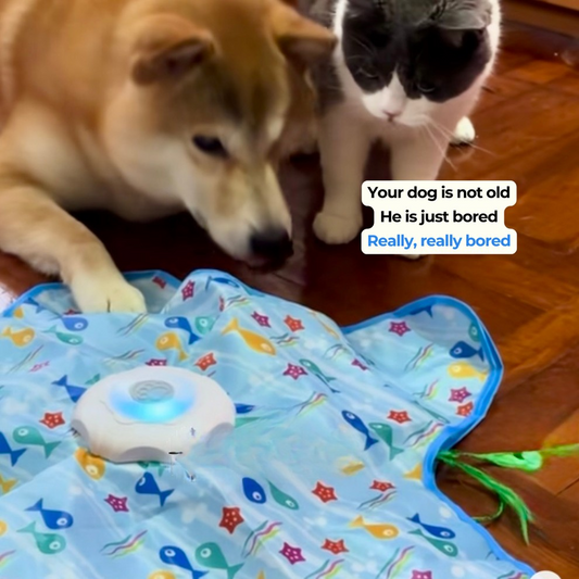 Interactive Cat & Dog Toy — Moving Feather Teaser