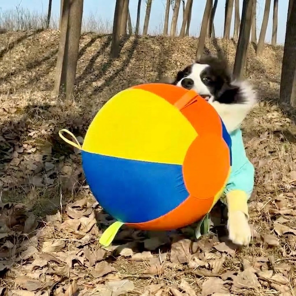 Jumbo Herding Ball for Dogs — Active Play