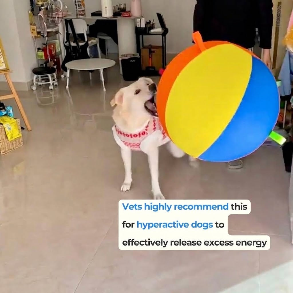 Jumbo Herding Ball for Dogs — Active Play