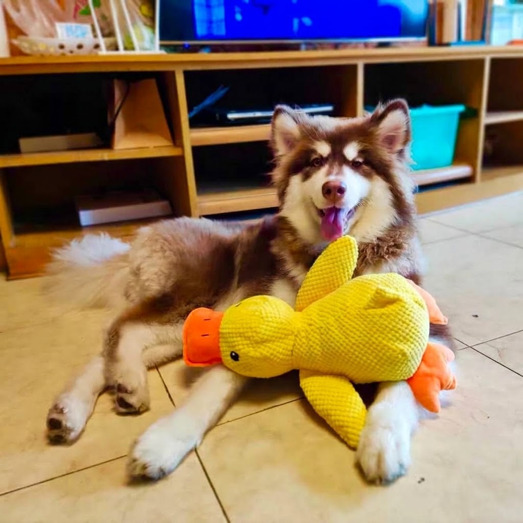 Calming Duck Dog Toy — Soothes Anxiety