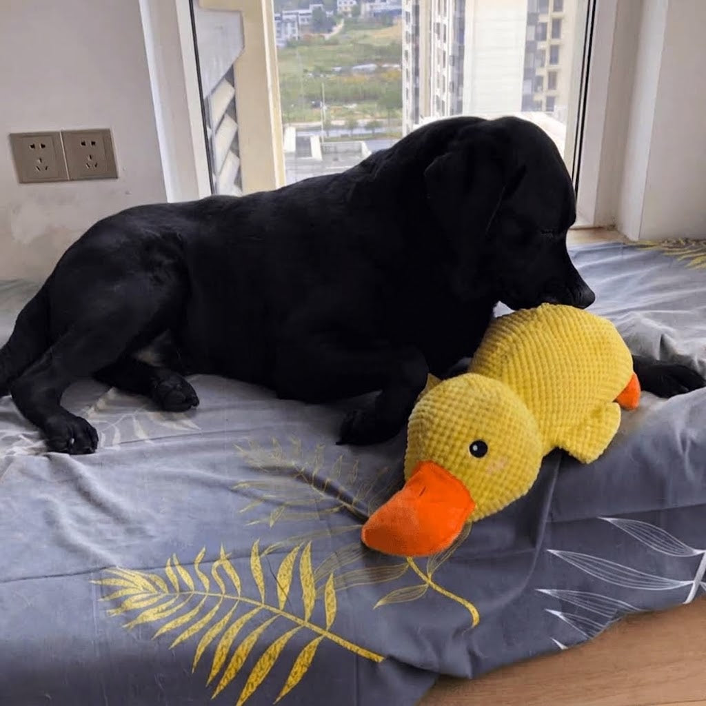 Calming Duck Dog Toy — Soothes Anxiety
