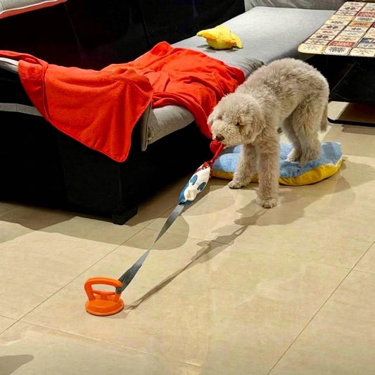 Suction Cup Dog Tug Toy — Interactive Play