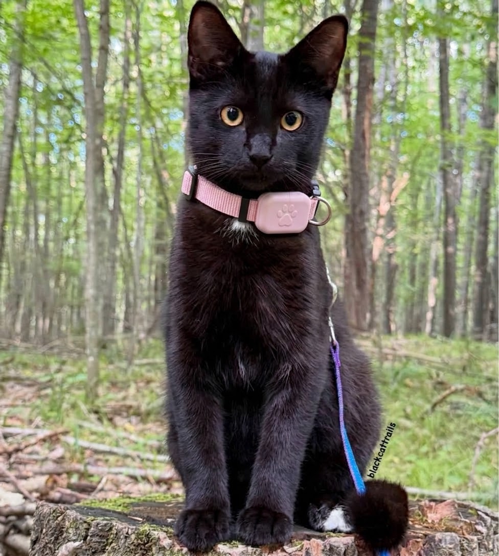 Smart GPS Cat Collar — Live Tracking, No Fees