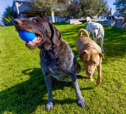 RAHRDOG Ball