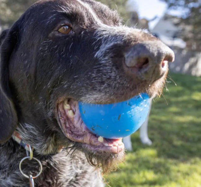 RAHRDOG Ball