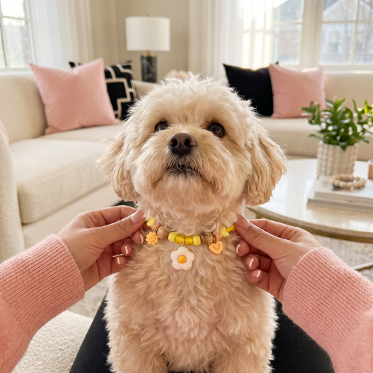 Cute collar with insect repellent for dogs