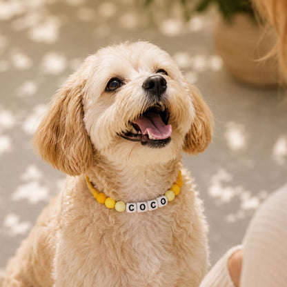 Personalized Beaded Name Collar & Leash