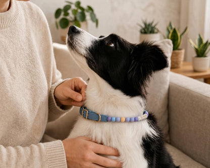 Personalized Beaded Pet Collar