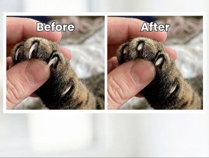 Cat Scratch Box — Files Claws as They Play