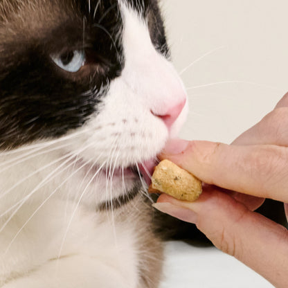 Freeze-Dried Salmon Cat Treats — Single Ingredien