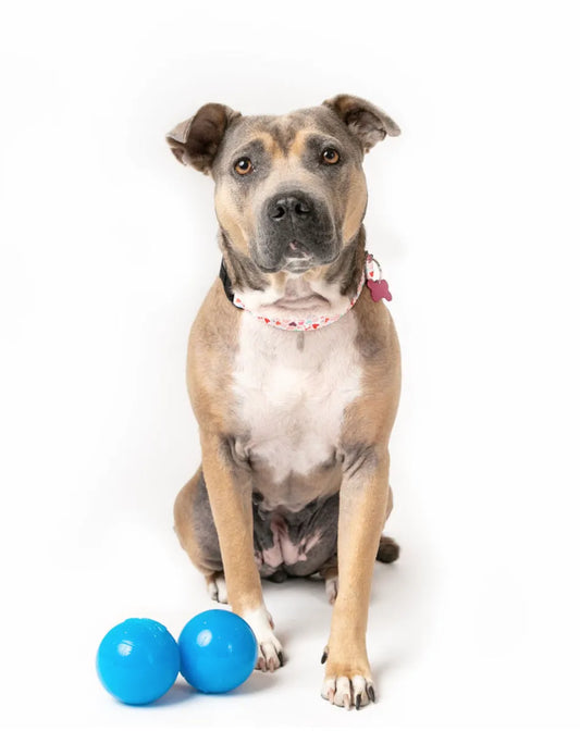 RAHRDOG Ball