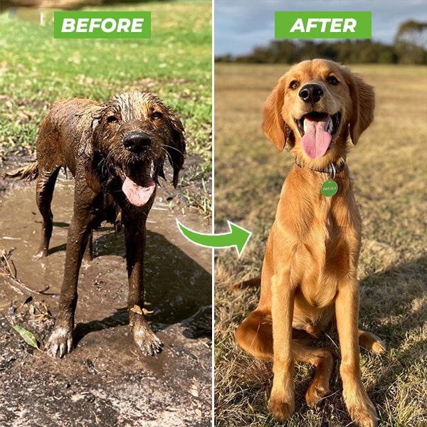 Dog Shampoo Spray Head Attachment