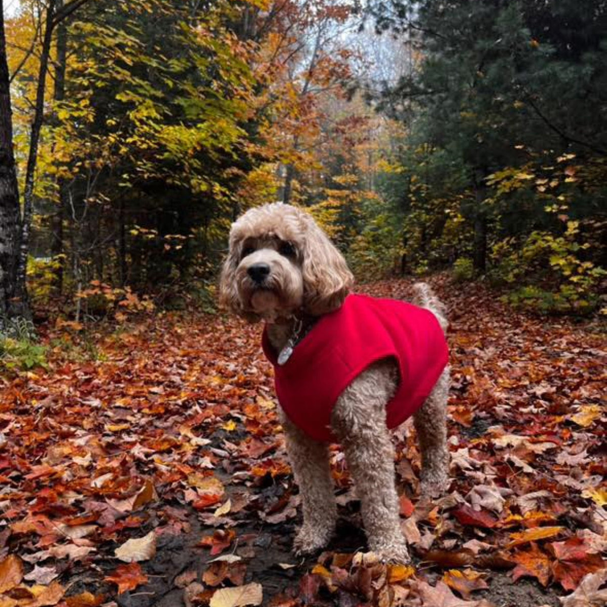 Dog Fleece Sweater with Leash Ring