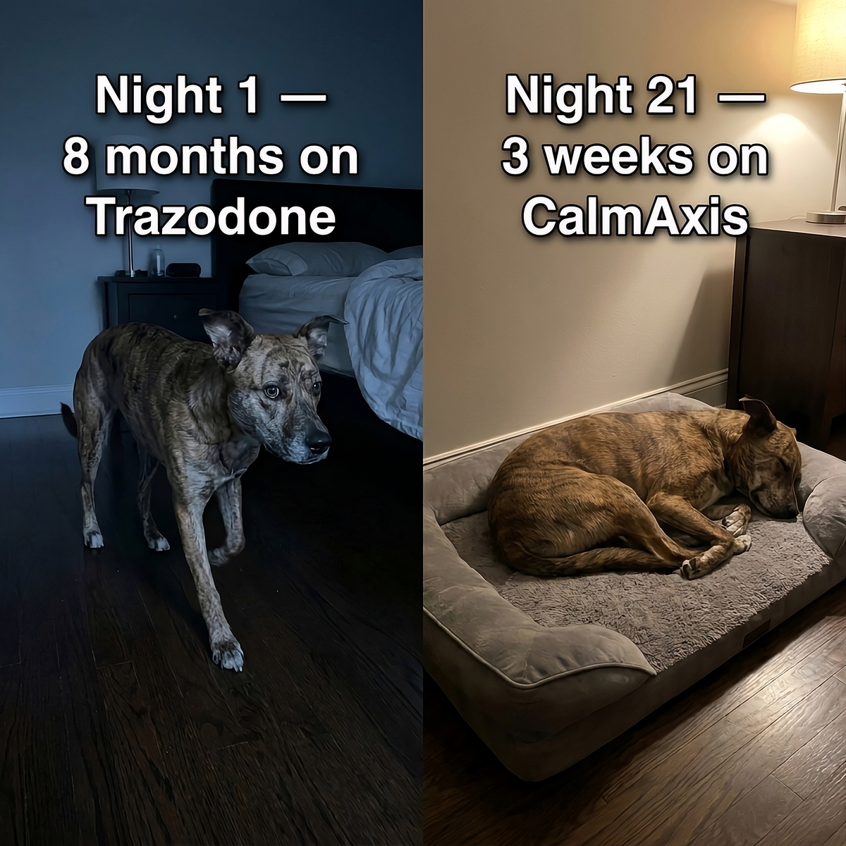 Calming Chews for Dogs — Gut-Brain, Anxiety Support